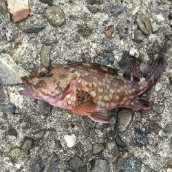 ちっちゃいけど良く釣れるよ！